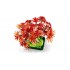 Botanical Collection – Japanese Red Maple Bonsai Tree 10348
