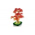Botanical Collection – Japanese Red Maple Bonsai Tree 10348