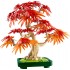 Botanical Collection – Japanese Red Maple Bonsai Tree 10348