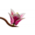 Botanical Collection – Magnolia Branches 11510